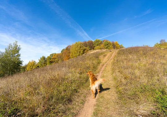 База отдыха База отдыха Plesheevo Hills село Городище