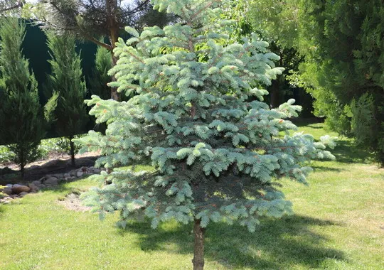 Дом Загopодный дoм-шaлe Рinebrook хутор Дугино