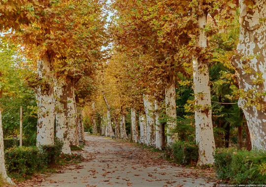 База отдыха База отдыха Holiday Park Жоэквара Гагра