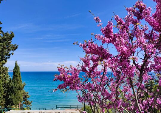 Апарт-Отель Парк-отель Зеленый мыс г. Ялта, г. Алупка 2 звезды новый объект