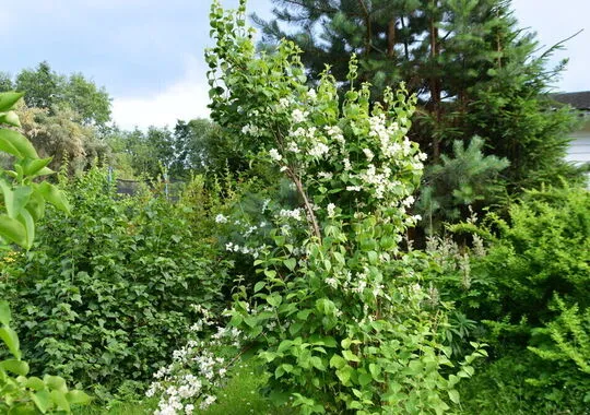Отель Отель Старая Кууса посёлок Климово