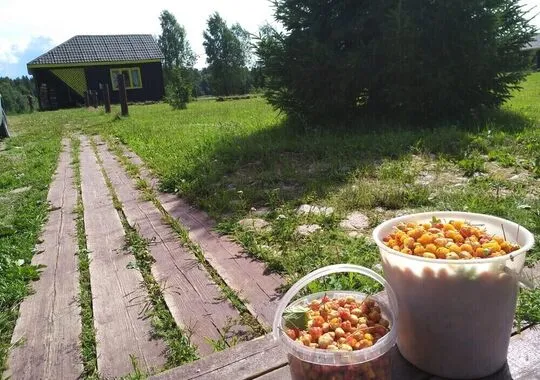 Гостевой дом База отдыха Умосту деревня Кукшегоры без звезд новый объект