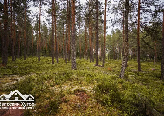 Отель Загородный отель Вепсский хутор посёлок Кварцитный без звезд новый объект без отзывов Забронируй по своей цене!