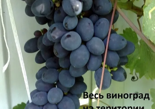 Гостевой дом Гостевой дом Аватар Геленджик 5% скидка по промокоду!