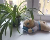 Двухместный номер «Эконом» с 2 раздельными кроватями Мини-отель Гостевые комнаты Идиллия Life Санкт-Петербург без звезд
