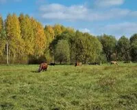 Дом/коттедж 4 спальни Гостевой дом Гостевой дом The поле деревня Старое Мелково без отзывов Забронируй по своей цене!
